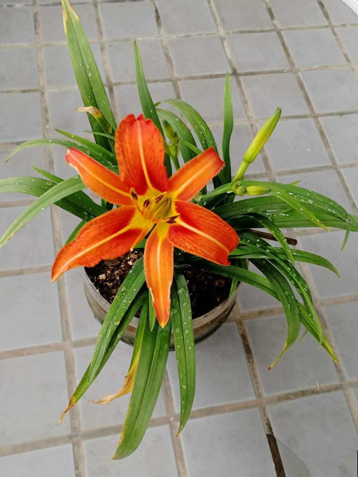 萱草不开花?做好这6点,小黄花开满园! 萱草不开花?做好这6点,小黄花开满园!