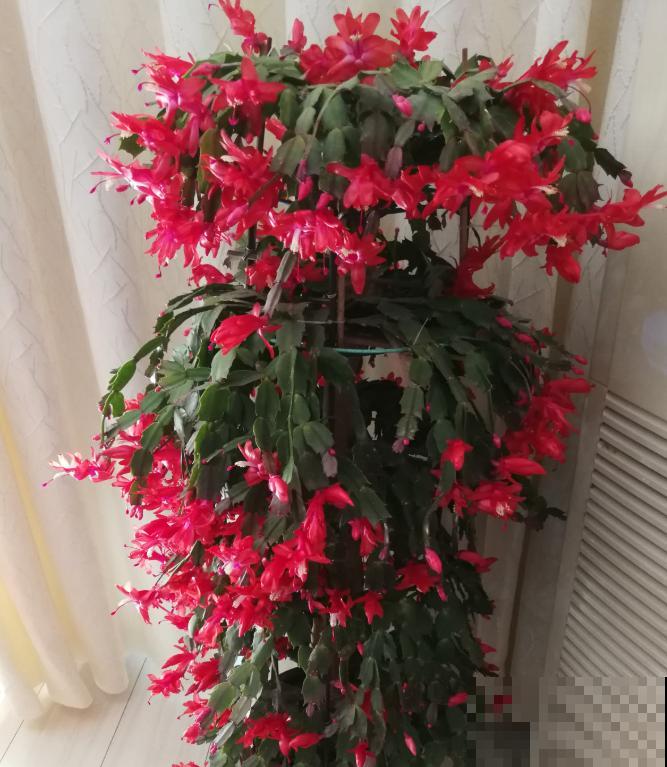 蟹爪兰就得现在嫁接，高温高湿，三两天就活了！