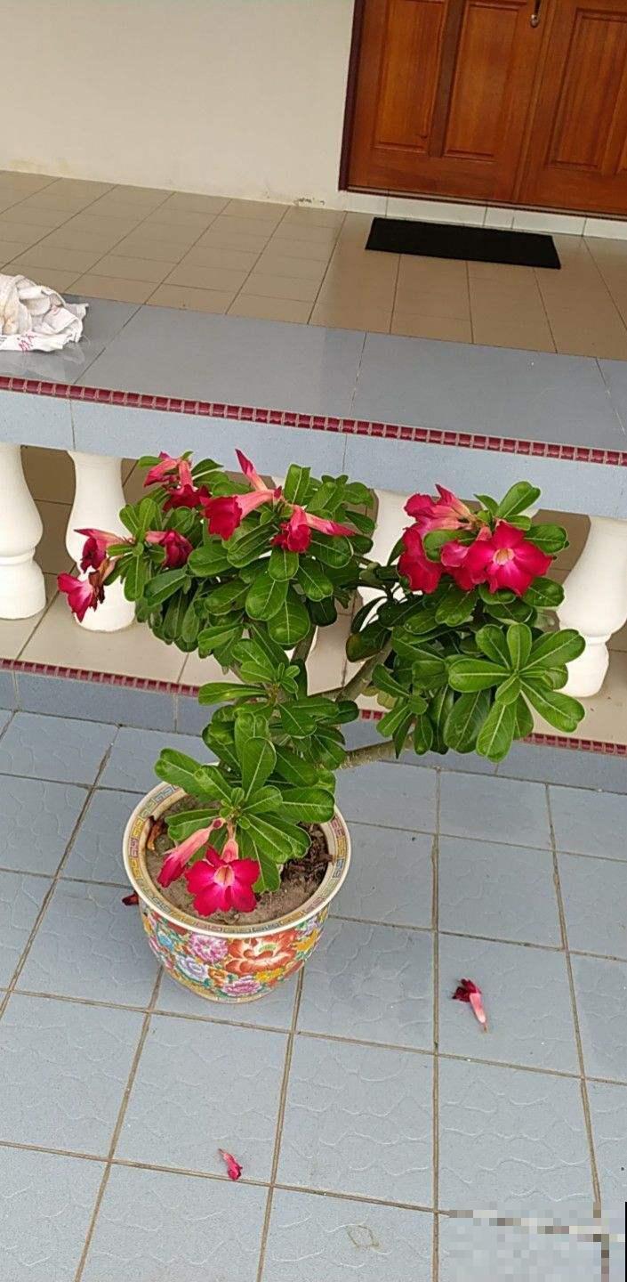 超耐旱的沙漠玫瑰,肚大花美,你值得拥有哦! 超耐旱的沙漠玫瑰,肚大花美,你值得拥有哦!