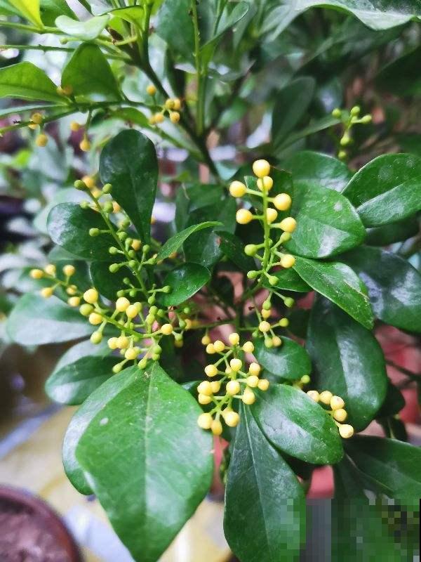 绿萝叶尖滴水珠,脚一踩还黏糊糊,其实是好事! 绿萝叶尖滴水珠,脚一踩还黏糊糊,其实是好事!