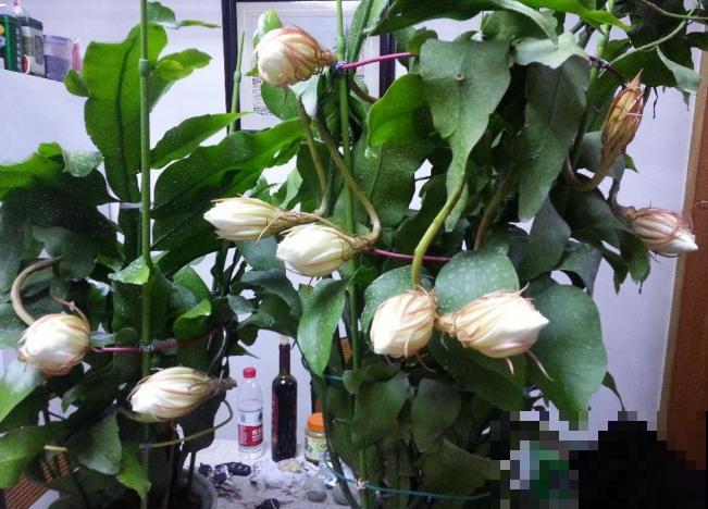 昙花也能白天开？关小黑屋就行，特别简单！