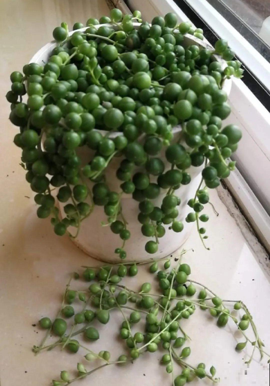 龟背竹长出长鞭子，连着茎一块砍下来，种土里就能活