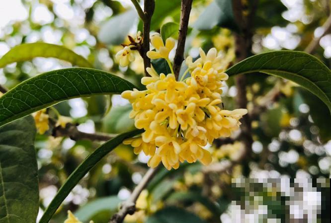 一句诗一种花,根据诗句猜花名,全猜对的是个文化人 一句诗一种花,根据诗句猜花名,全猜对的是个文化人