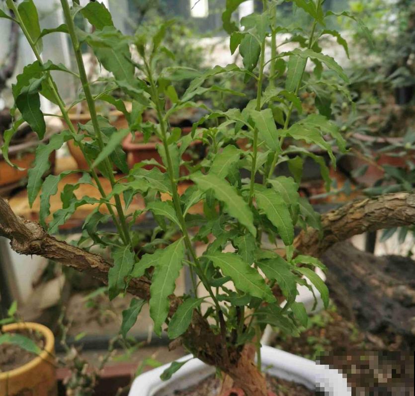 枸杞特好养,种子一埋,小红果挂满枝头! 枸杞特好养,种子一埋,小红果挂满枝头!