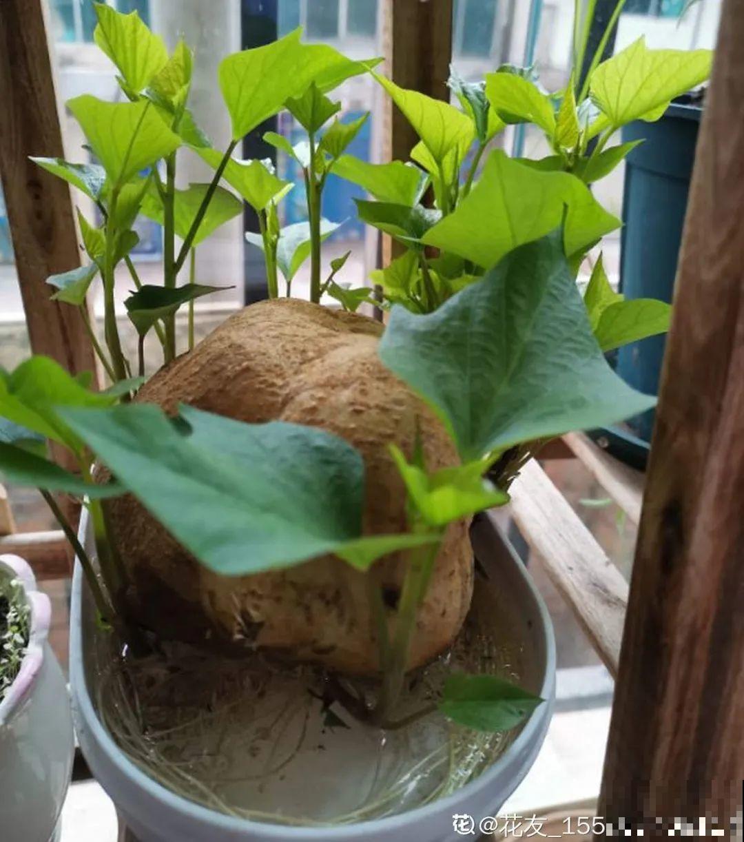 玉米地瓜，放久了自动变成盆栽，太好活了吧？