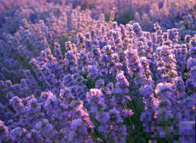 养这3盆花,蚊虫3个月不敢来,比花露水还有效果! 养这3盆花,蚊虫3个月不敢来,比花露水还有效果!