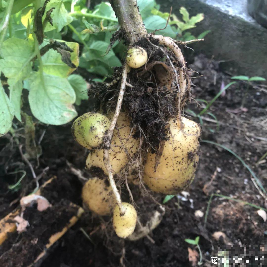 玉米地瓜，放久了自动变成盆栽，太好活了吧？