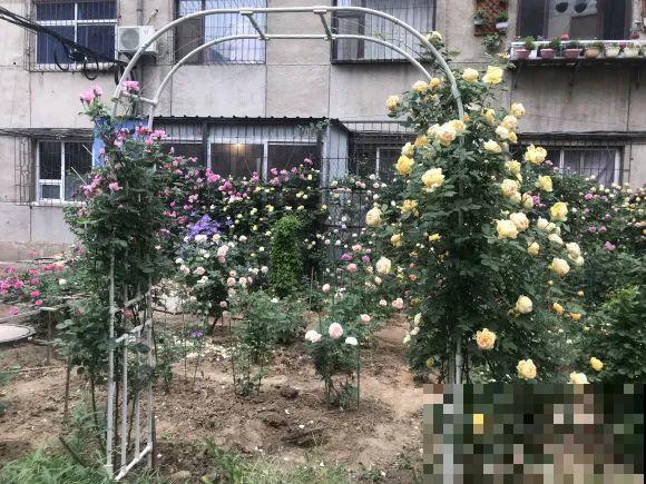 白色蜀葵竟被拦腰折断,说是因为颜色不吉利,真无语! 白色蜀葵竟被拦腰折断,说是因为颜色不吉利,真无语!