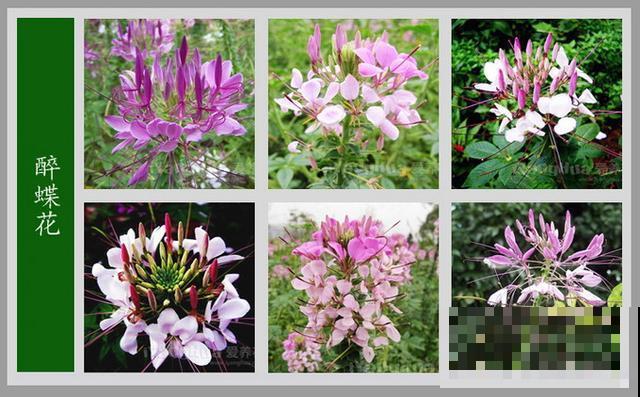 最齐全的《百花图谱》,珍藏起来,路边花都能叫上名! 最齐全的《百花图谱》,珍藏起来,路边花都能叫上名!