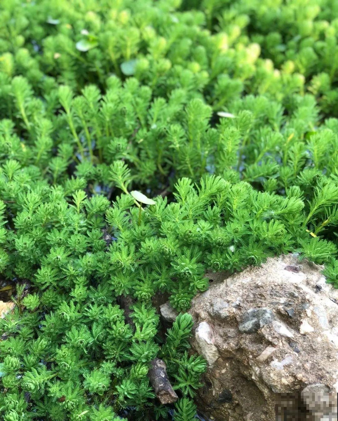 现在养风雨兰,大雨一淋,花开爆盆! 现在养风雨兰,大雨一淋,花开爆盆!