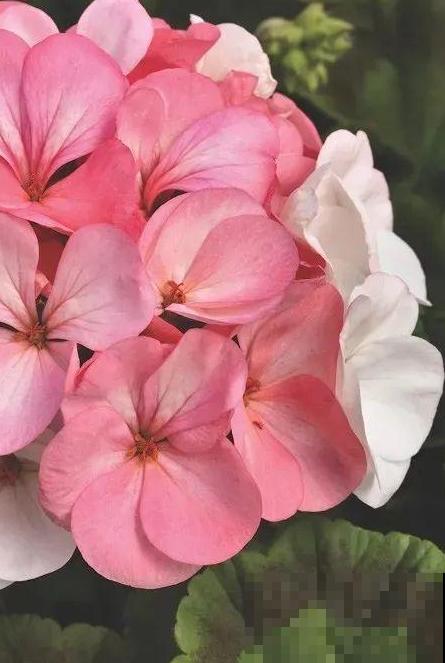 天竺葵太能开,一年能开大半年,花多还易爆盆! 天竺葵太能开,一年能开大半年,花多还易爆盆!