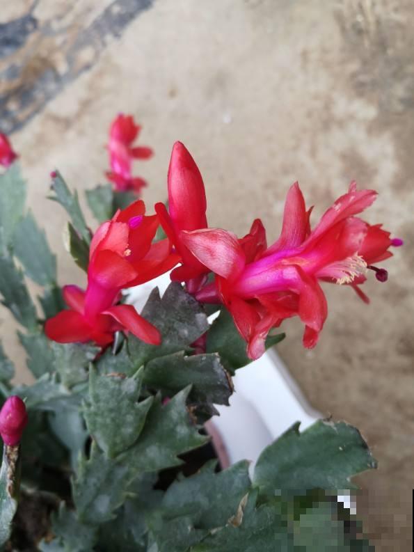 蟹爪兰秋天睡醒了，趁便宜赶紧入手，冬天就能爆满盆