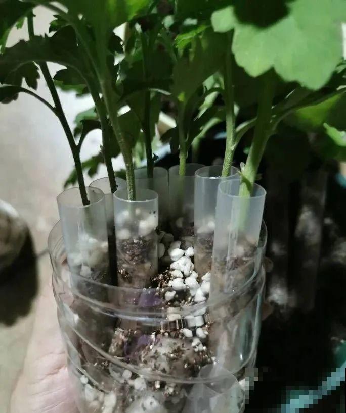 扦插有啥难？1根吸管，插活6盆花，太简单了！