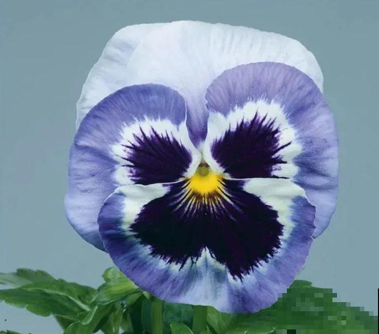 三色堇简直是开花机器,一盆能开3个色,阳台开出花彩虹! 三色堇简直是开花机器,一盆能开3个色,阳台开出花彩虹!