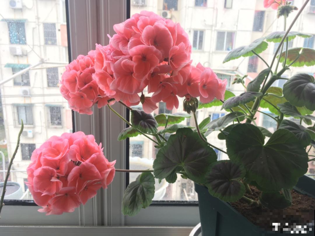 天竺葵太能开,一年能开大半年,花多还易爆盆! 天竺葵太能开,一年能开大半年,花多还易爆盆!