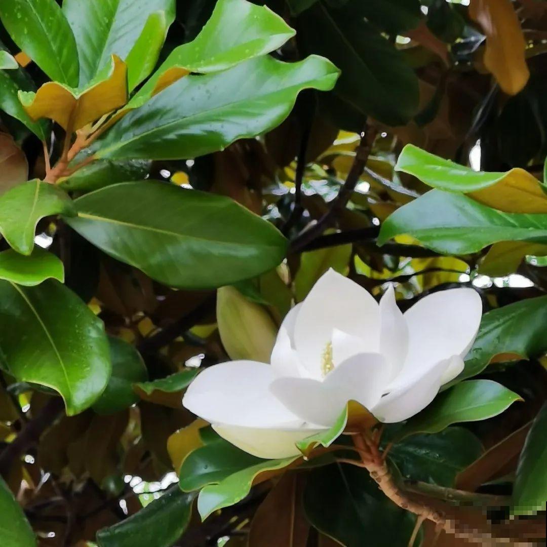 看图猜花名，100道题，测你的养花天分！