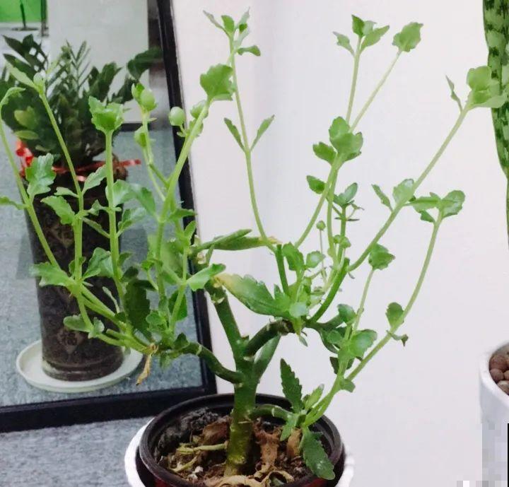 长寿花睡了一个夏天，终于要睡醒了，抓紧修剪才能继续旺长