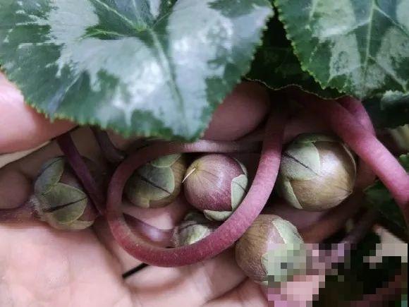 花开完别剪,再等15天,能收上千粒种子! 花开完别剪,再等15天,能收上千粒种子!