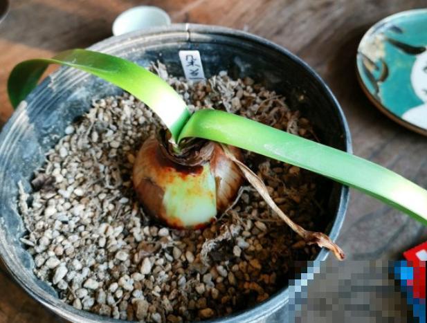 为什么朱顶红要休眠?因为不休眠,很可能不开花! 为什么朱顶红要休眠?因为不休眠,很可能不开花!