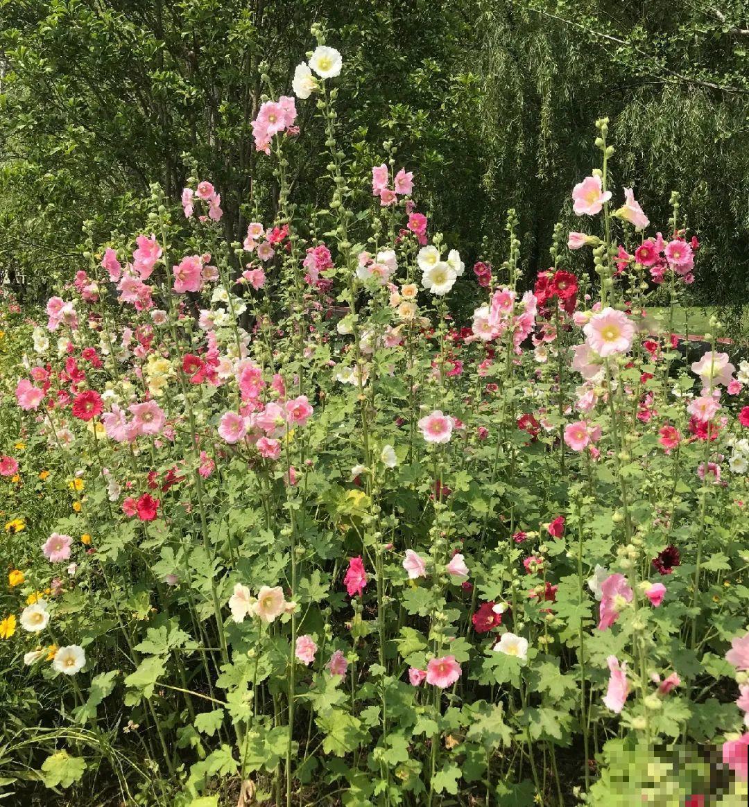 5种花最好别养,根钻得到处都是,砍都砍不尽! 5种花最好别养,根钻得到处都是,砍都砍不尽!