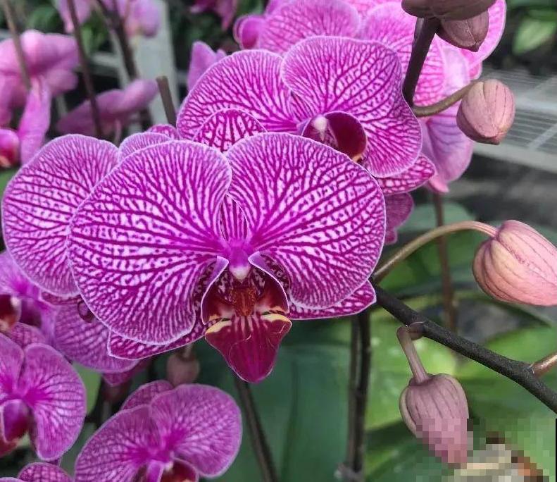 今年最火网红花，一次能开4个月，枝条挂满花蝴蝶！