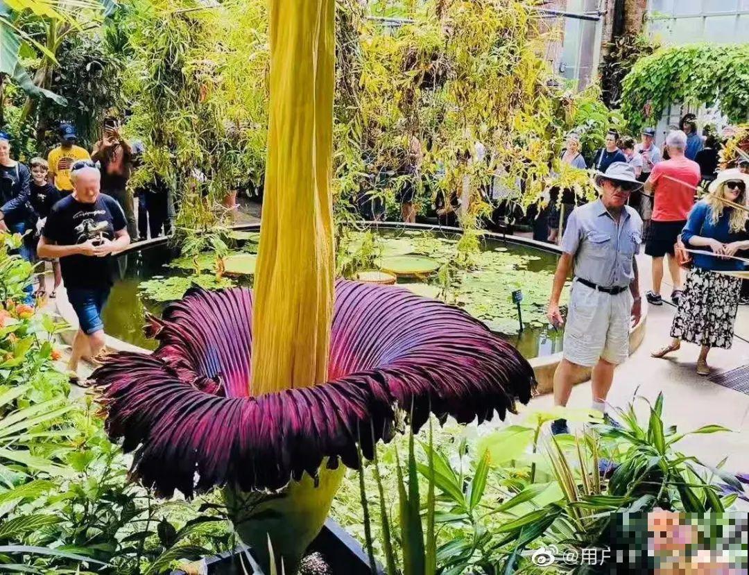 8种花再好看也别养,臭气熏天,恶心得吃不下饭! 8种花再好看也别养,臭气熏天,恶心得吃不下饭!