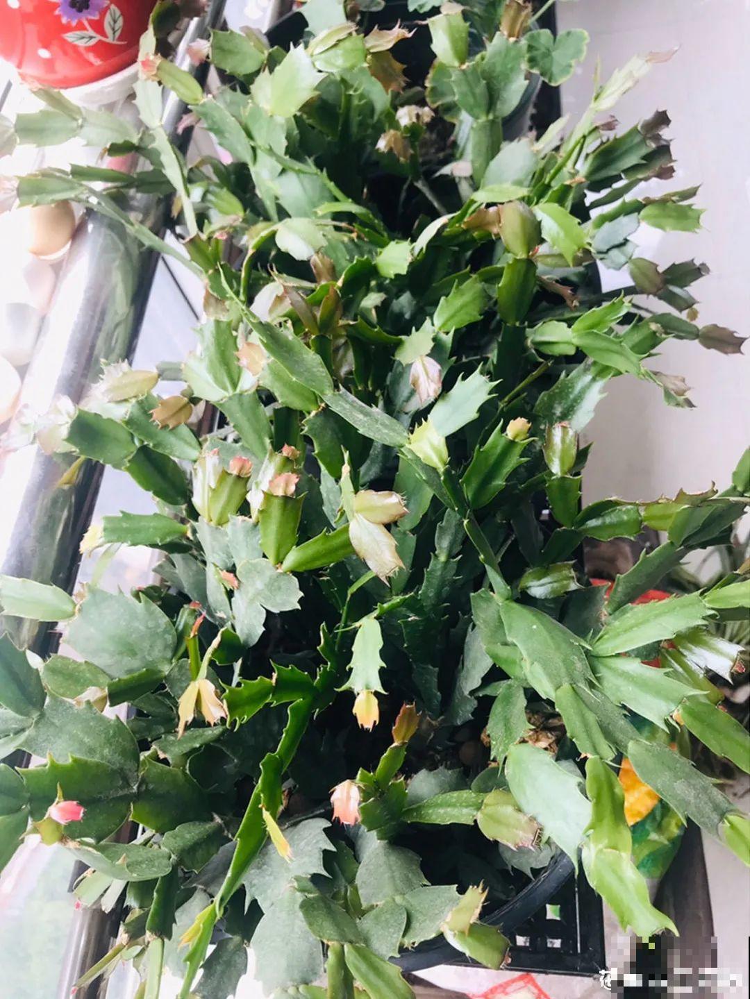 立秋后养花,8个注意事项,把花养的像白菜! 立秋后养花,8个注意事项,把花养的像白菜!