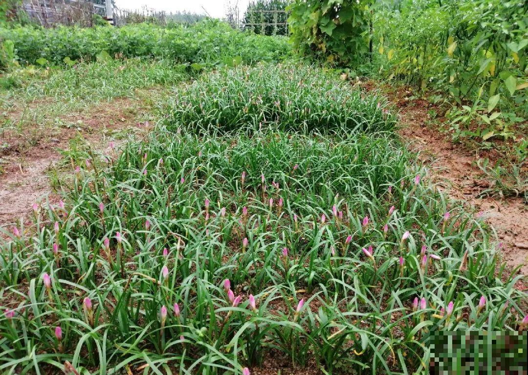 种花赚钱？要是有块地，真的发财了！