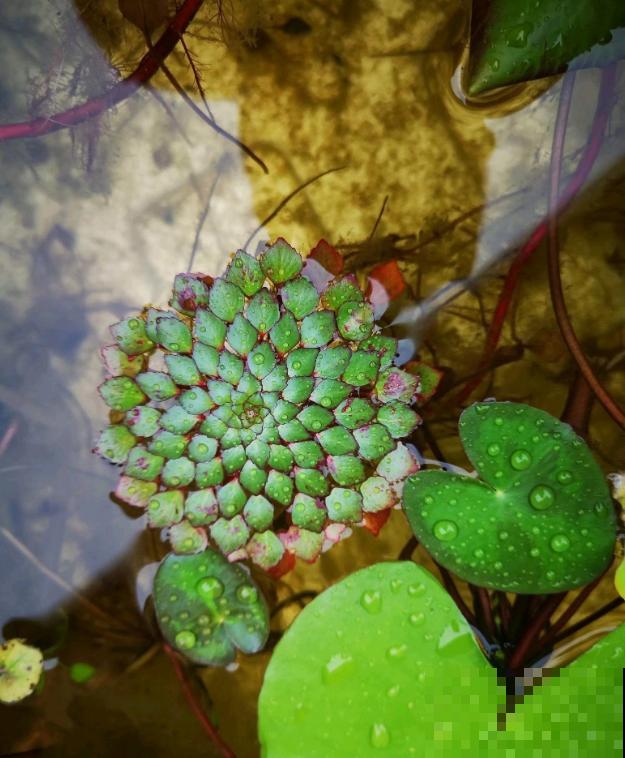 16种奇花异草,随便挑一个,你都没见过! 16种奇花异草,随便挑一个,你都没见过!