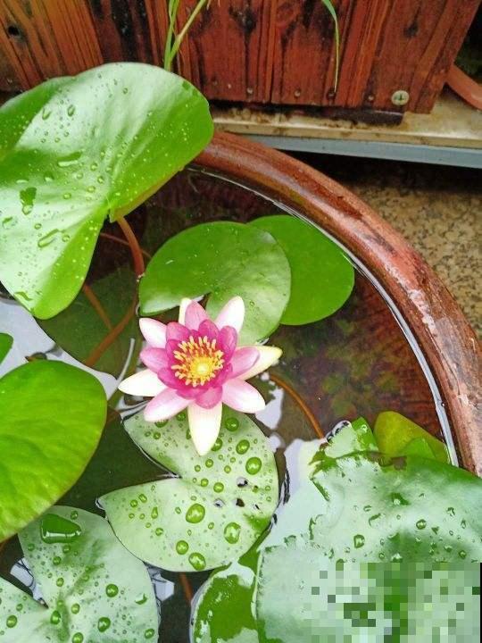 不怕淋雨的5种花,不娇气,淋一次长一茬! 不怕淋雨的5种花,不娇气,淋一次长一茬!