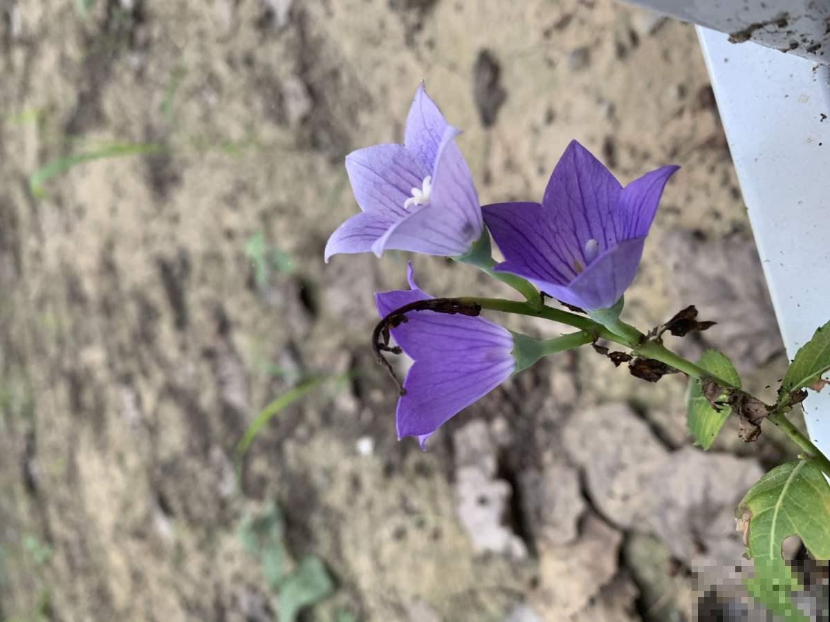 还在买洋桔梗?种桔梗吧,种子一撒,满盆全是小星星! 还在买洋桔梗?种桔梗吧,种子一撒,满盆全是小星星!