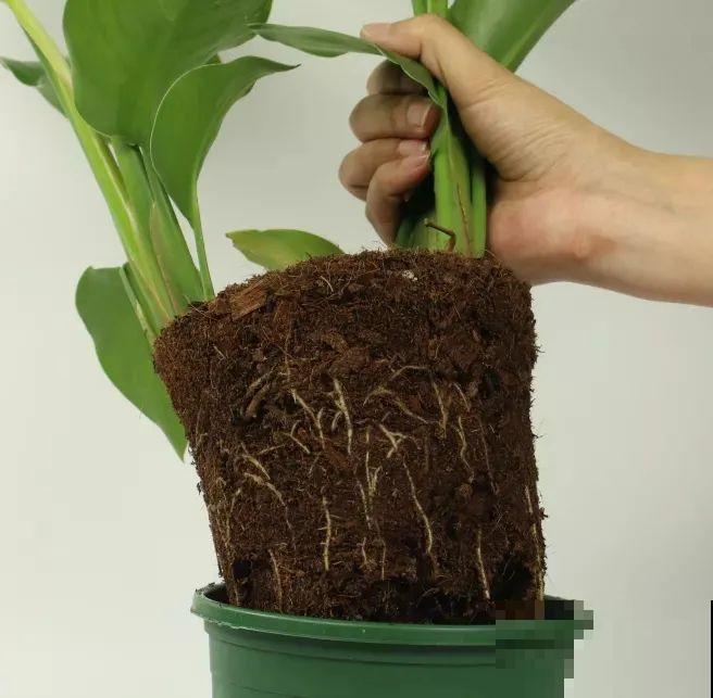 客厅摆盆它，叶子竖着长，有品位、上档次！