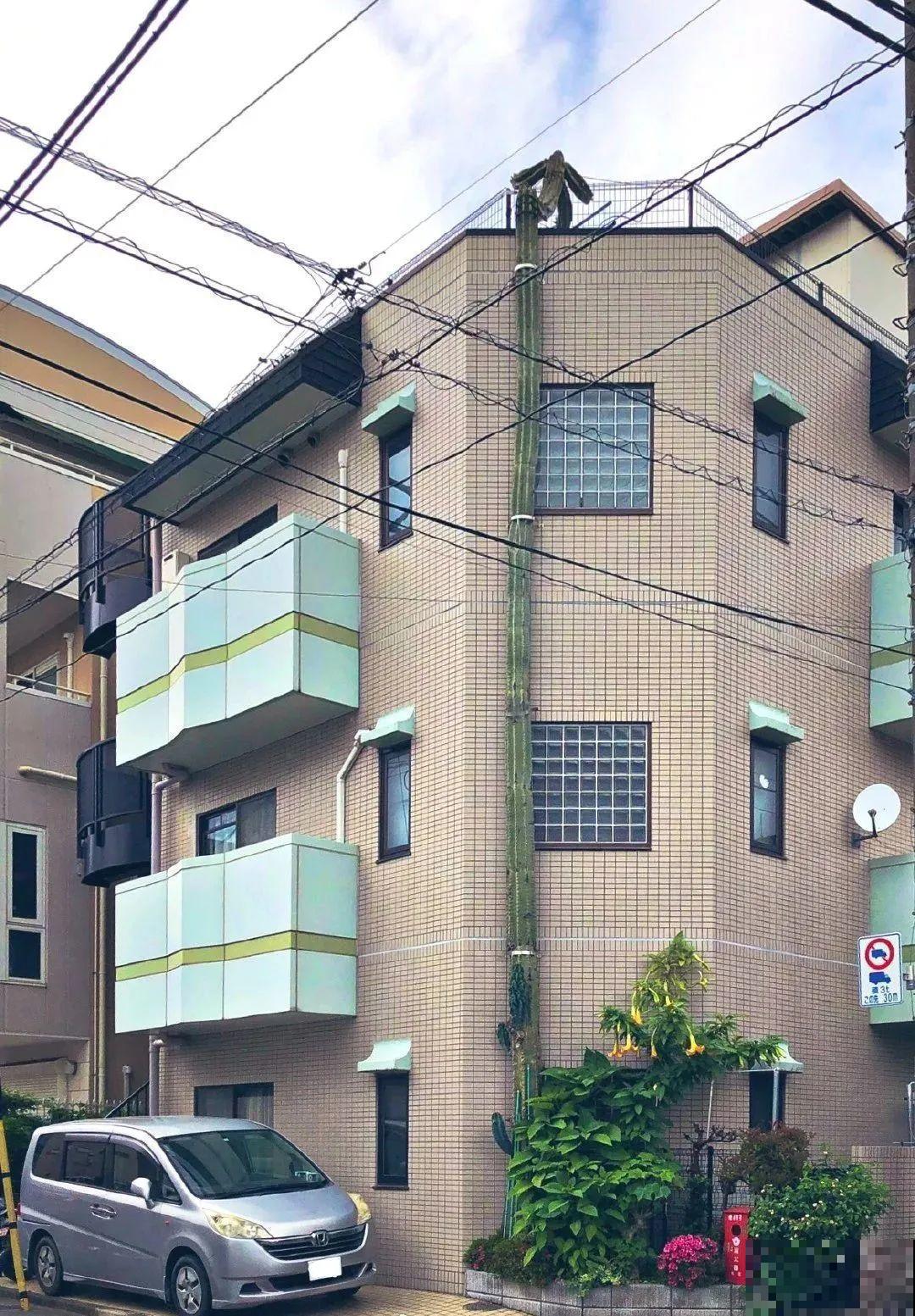 30层楼高开满三角梅,变成空中花园,太美了! 30层楼高开满三角梅,变成空中花园,太美了!