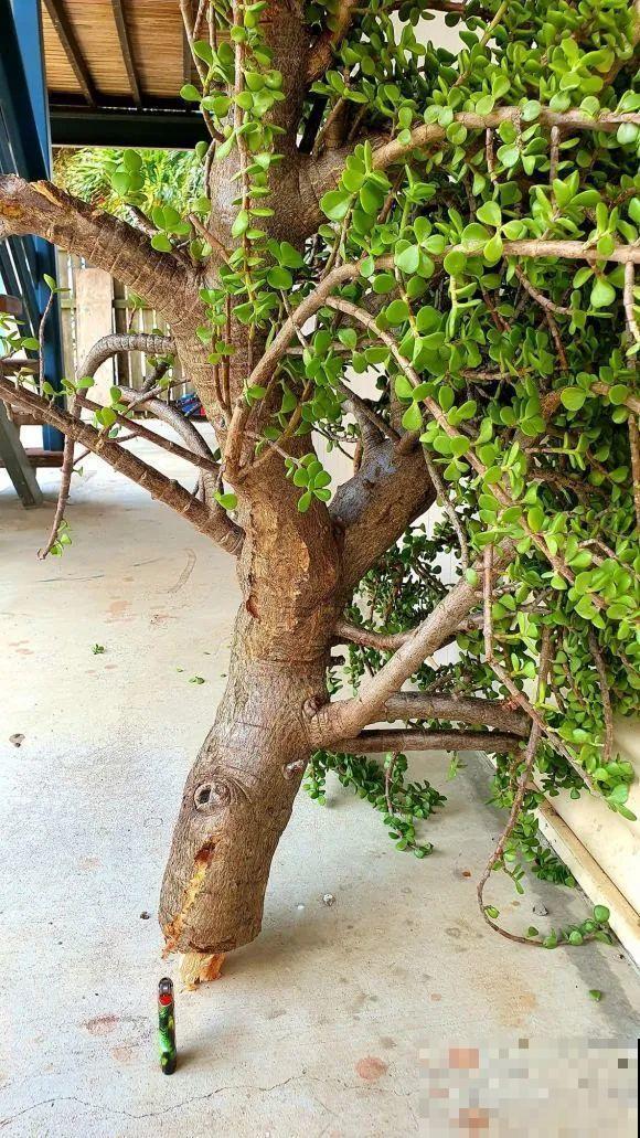 秋老虎来了，9种花进入“死期”，切莫大意！