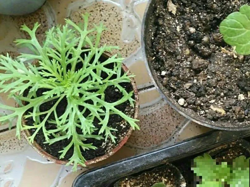 三伏已过,这花可以处理了,晚了错过开花! 三伏已过,这花可以处理了,晚了错过开花!