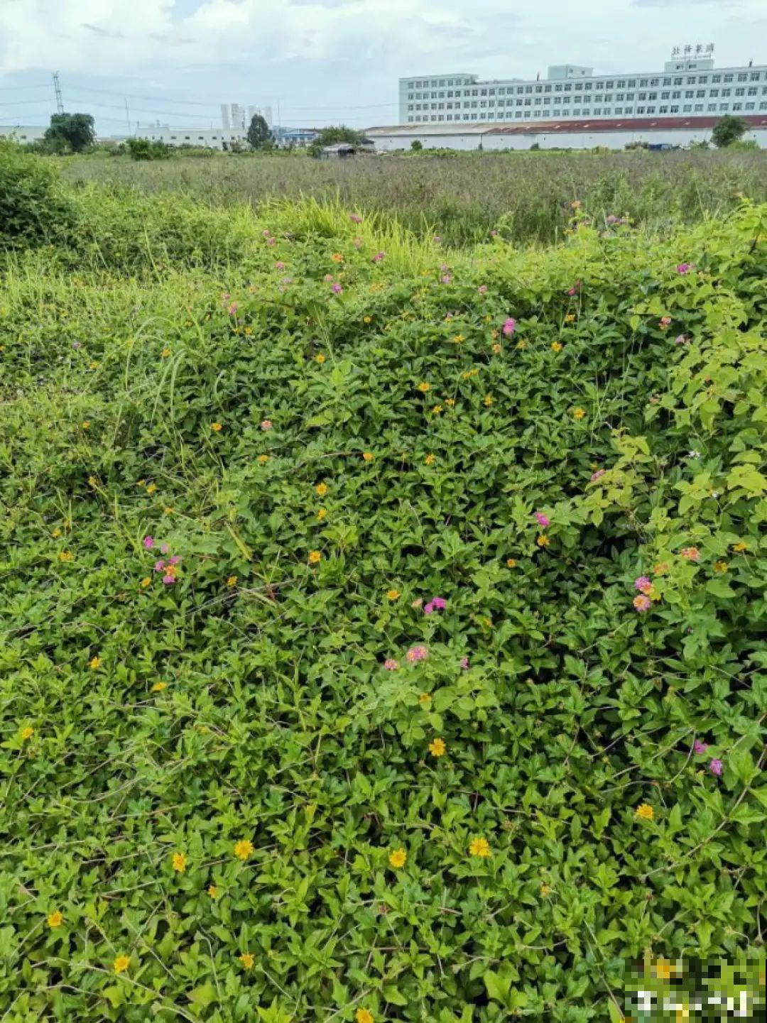 罂粟花不能随便种,私自种植,就得薅光 罂粟花不能随便种,私自种植,就得薅光