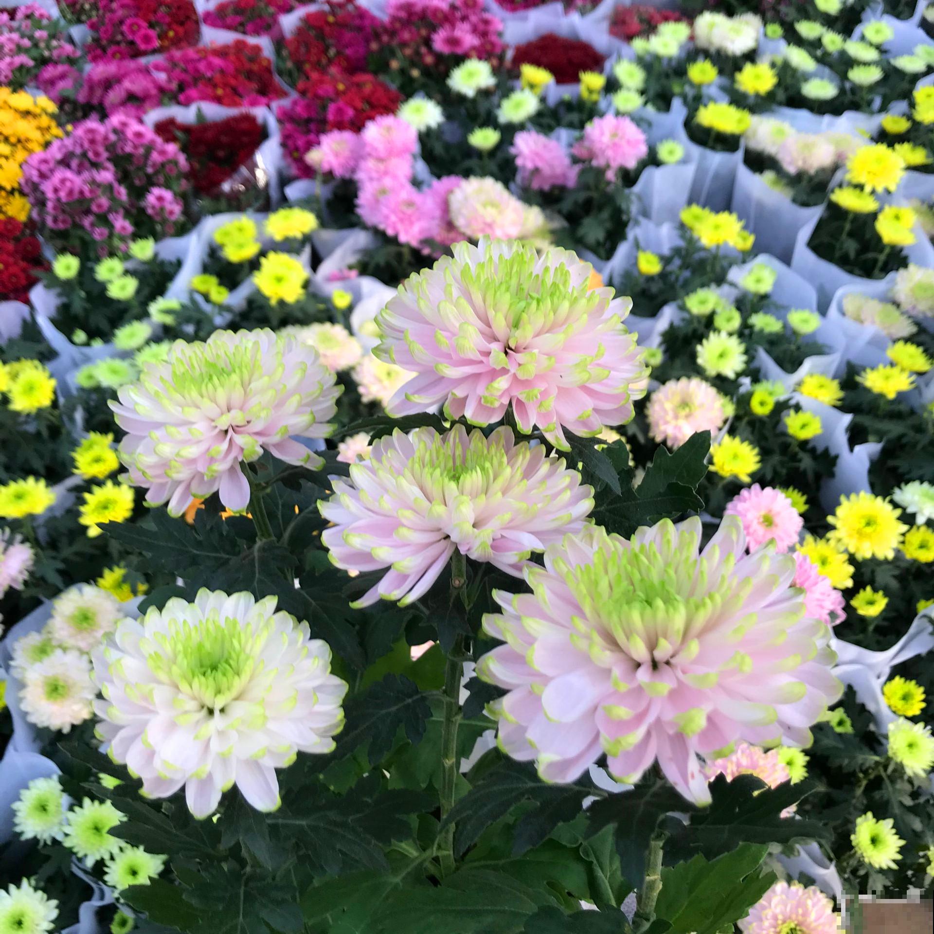 秋老虎来了，9种花进入“死期”，切莫大意！