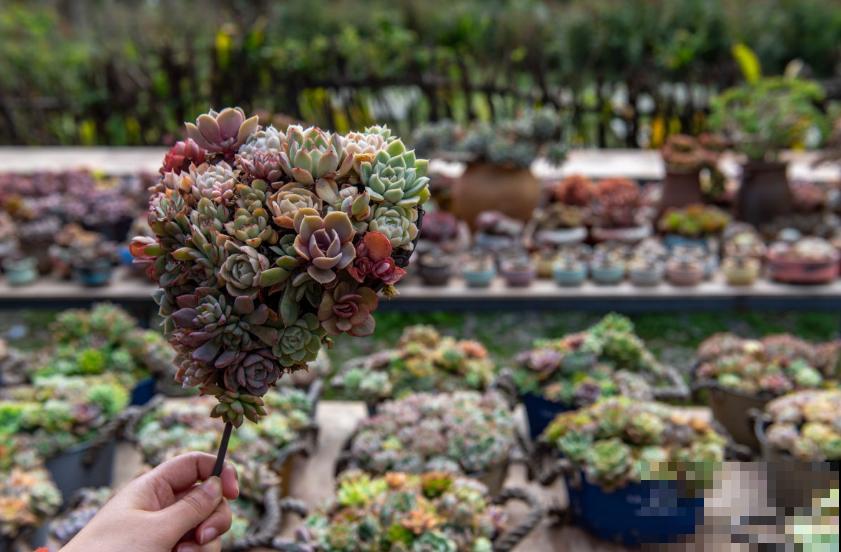 同样多肉淋雨，为啥别人家的越长越壮，你的直接拜拜？