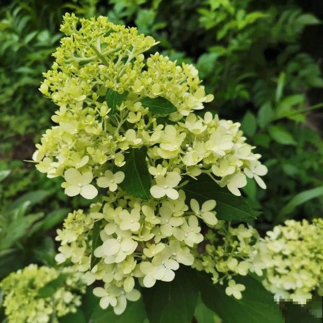 看图猜花名，100道题，测你的养花天分！