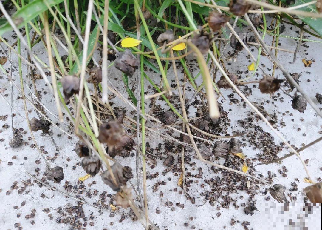 一次性的花，秋天开完就扔了，别浪费时间！