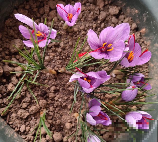 4种花只能北方养，南方种不了，只因温度太高！