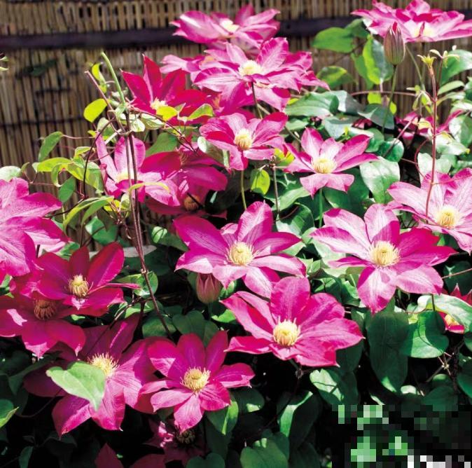 铁线莲容易买到假货，注意看价格，越便宜越有猫腻！