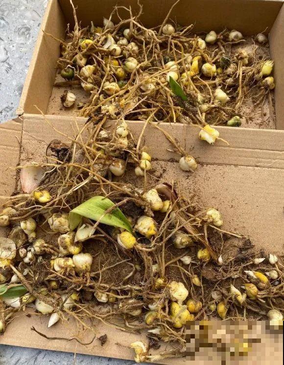 种花赚钱？要是有块地，真的发财了！