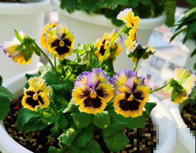 5种花不怕冷，现在种一盆，秋冬春三季有花看！