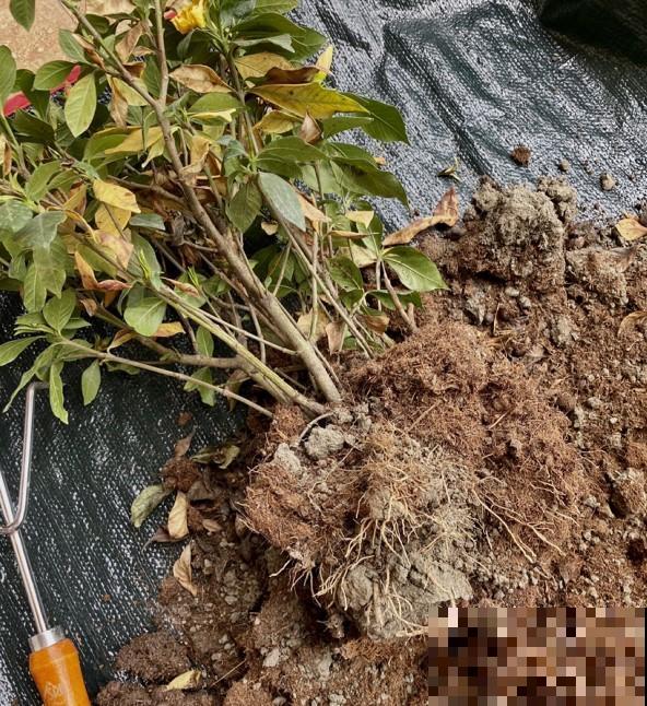 花盆里浇水加1种“料”，黄叶立马翠绿油亮，花越长越旺