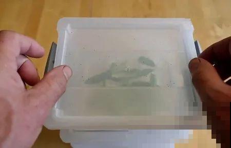 扦插有啥难？1根吸管，插活6盆花，太简单了！