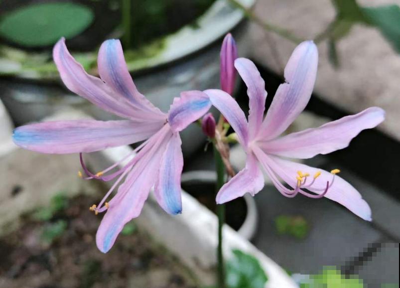 石蒜科的花,个比个漂亮,却是危险的有毒植物! 石蒜科的花,个比个漂亮,却是危险的有毒植物!