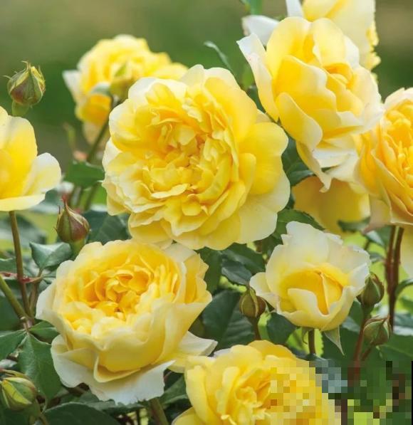 10种月季枝条太软，大家都说垂头，结果吊起来养超惊艳！