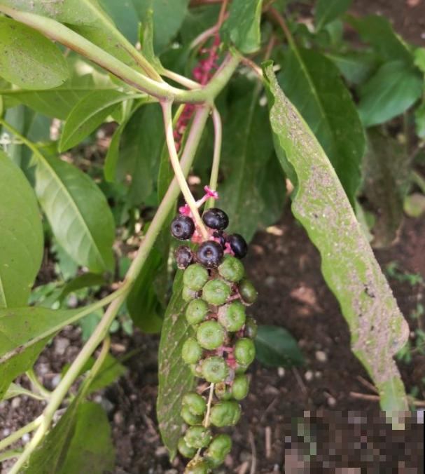 16种奇花异草,随便挑一个,你都没见过! 16种奇花异草,随便挑一个,你都没见过!