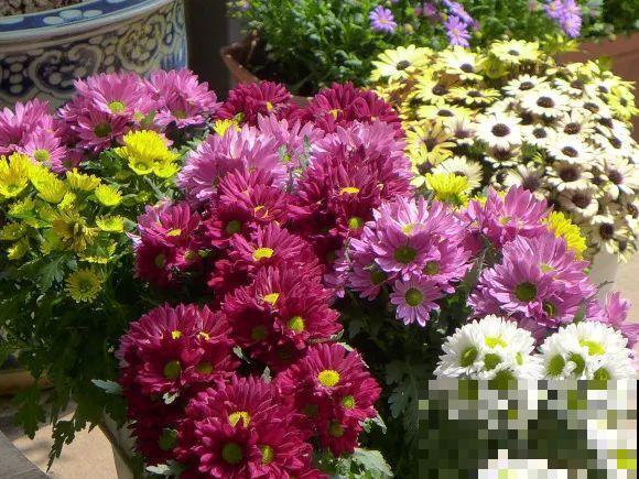 秋天的院子,养点喜欢的花,乐得自在 秋天的院子,养点喜欢的花,乐得自在